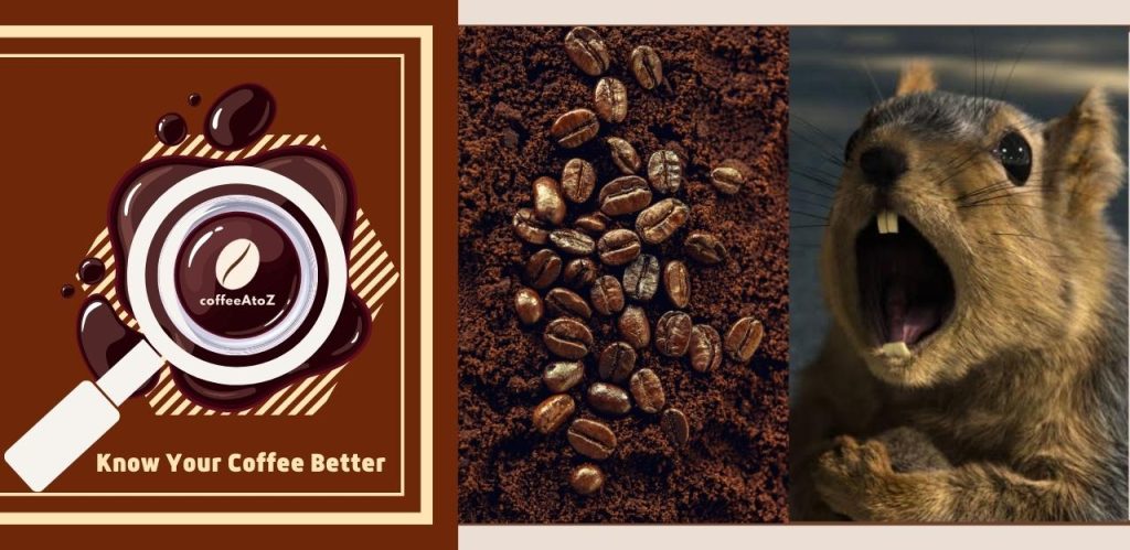 Do Coffee Grounds Keep Squirrels Away?