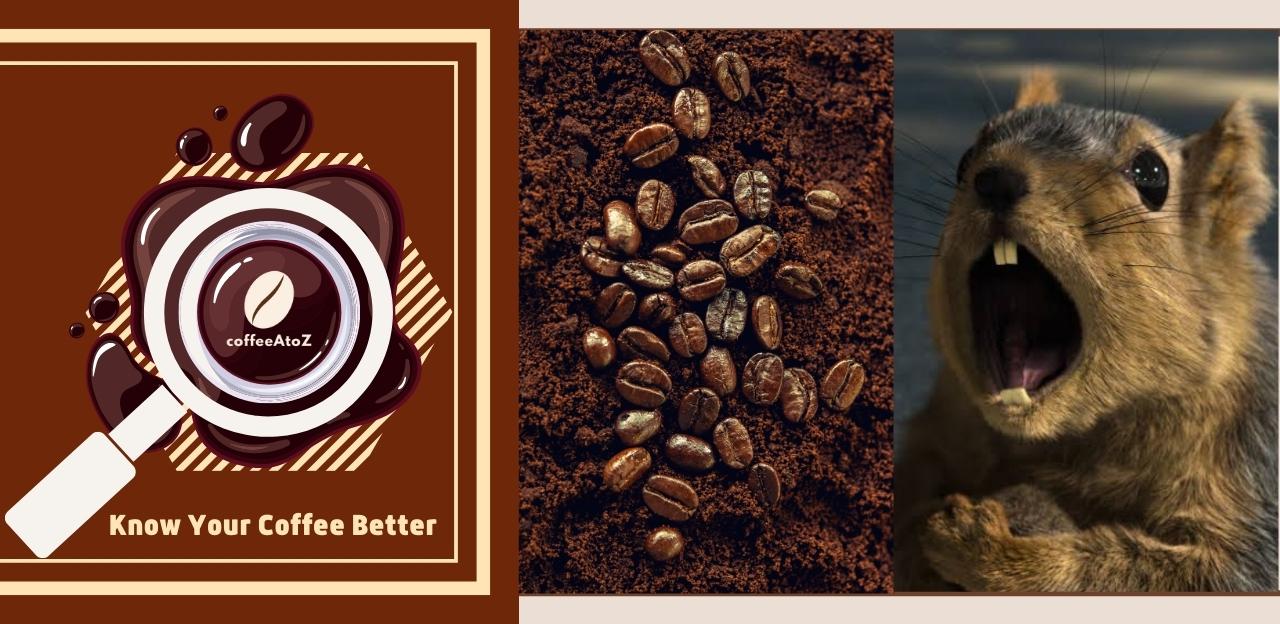 Do Coffee Grounds Keep Squirrels Away? Another Benefit of Coffee!
