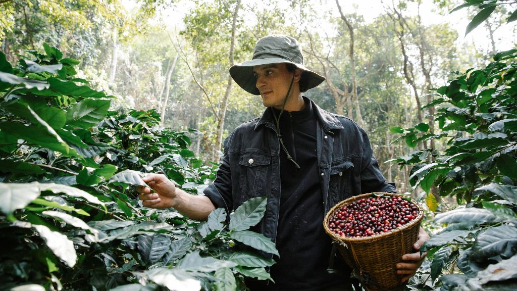 guatemalan coffee beans